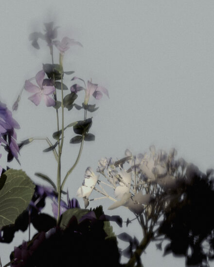 Slate Studios Ugc Flowers 5