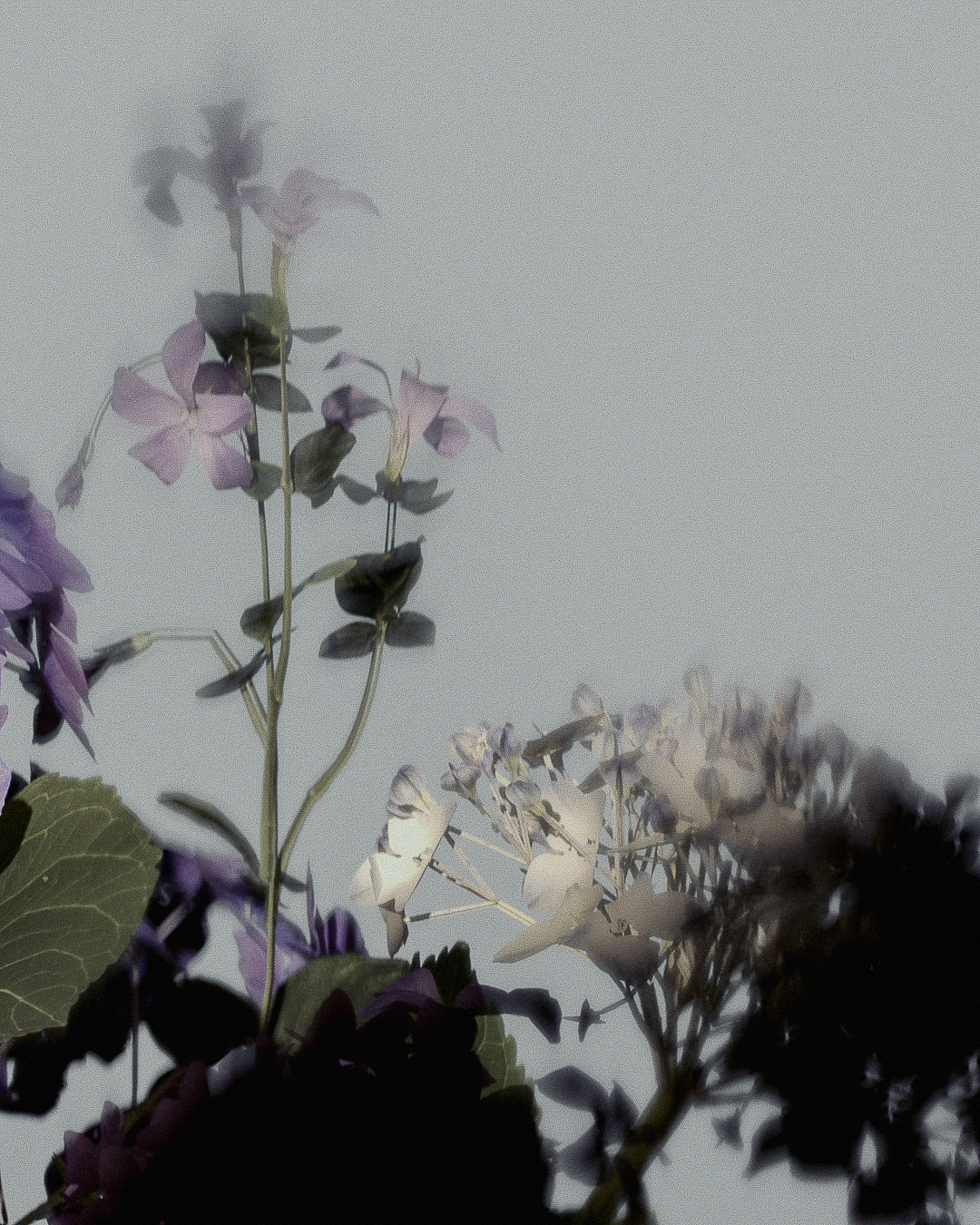 Slate Studios Ugc Flowers 5