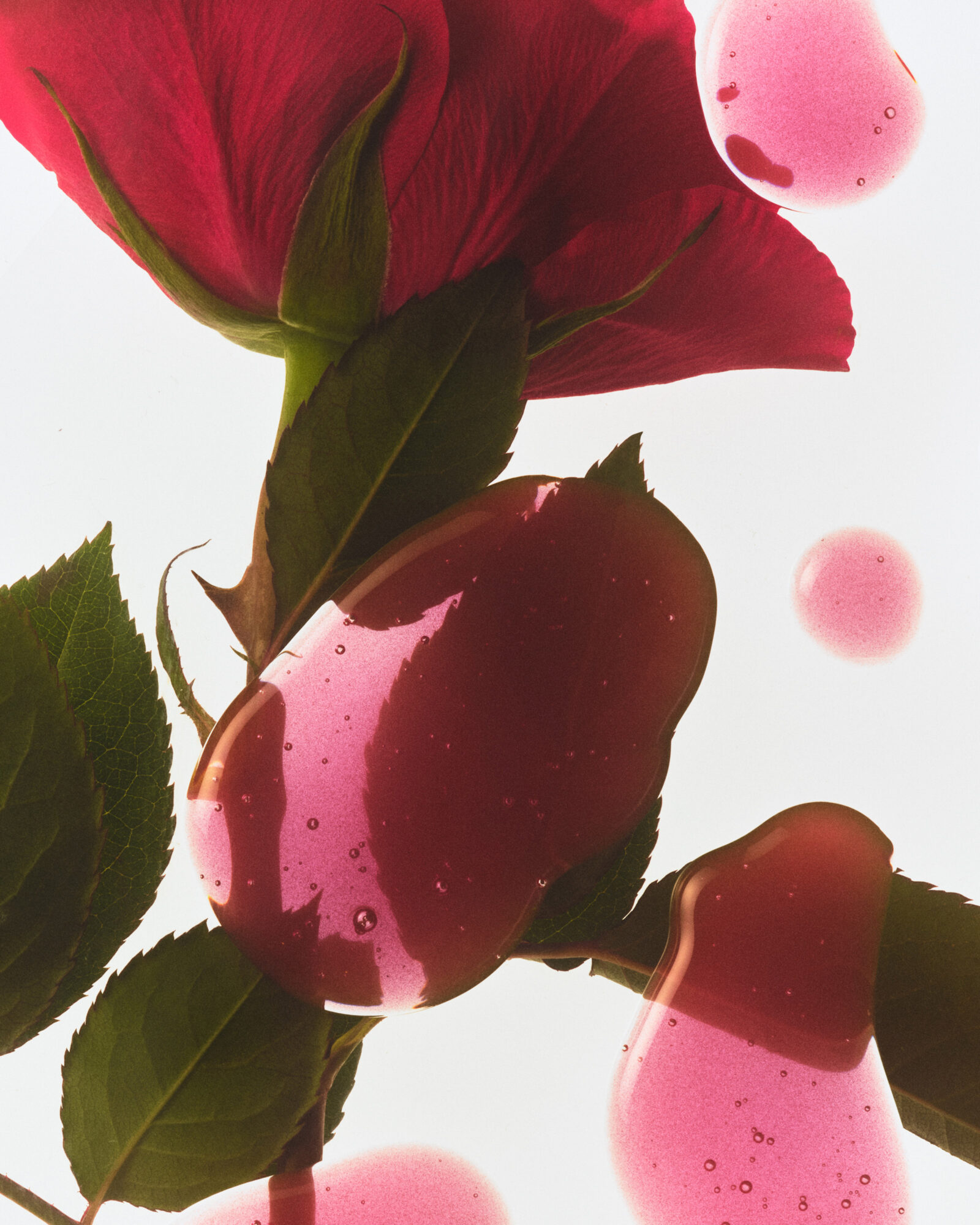 Kjc Tlt 24 Always Rosy Swatch Cp 800 Hero V2