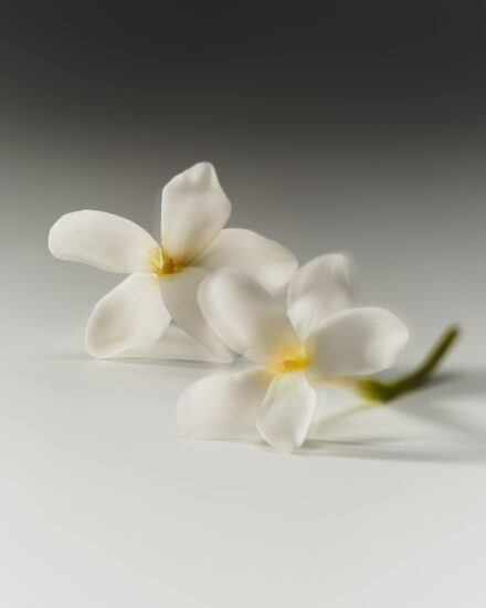 Kjf Cosmic Int 26 Ingredients Star Jasmine Cp 861 Hero